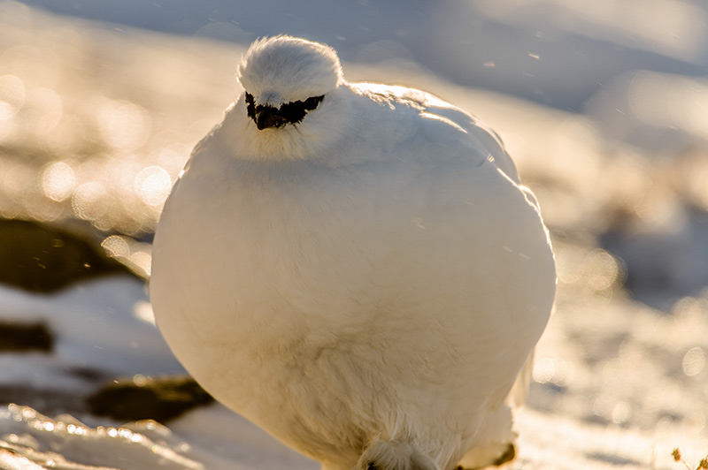 Svalbard ptarmigan in winter coat