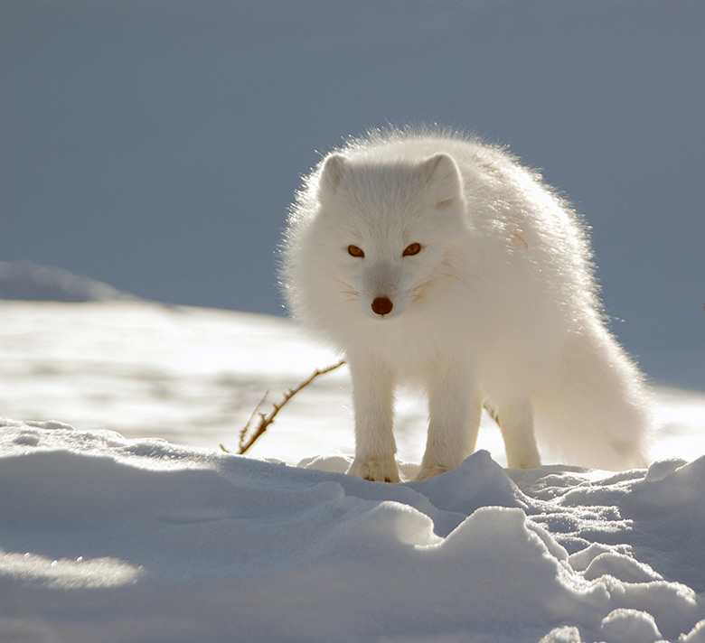 A white Arctic fox in the Svalbard winter