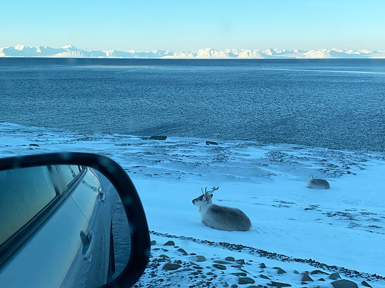 Wild reindeer grazing on the side of the road in Bjørndalen on Svalbard