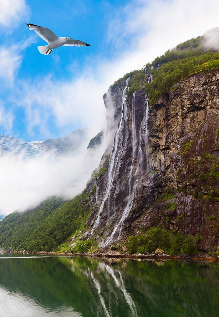 Bird flying in a Norwegian fjord