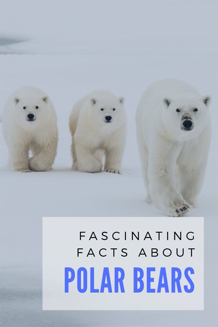 Fascinating Polar Bear facts about these amazing creatures