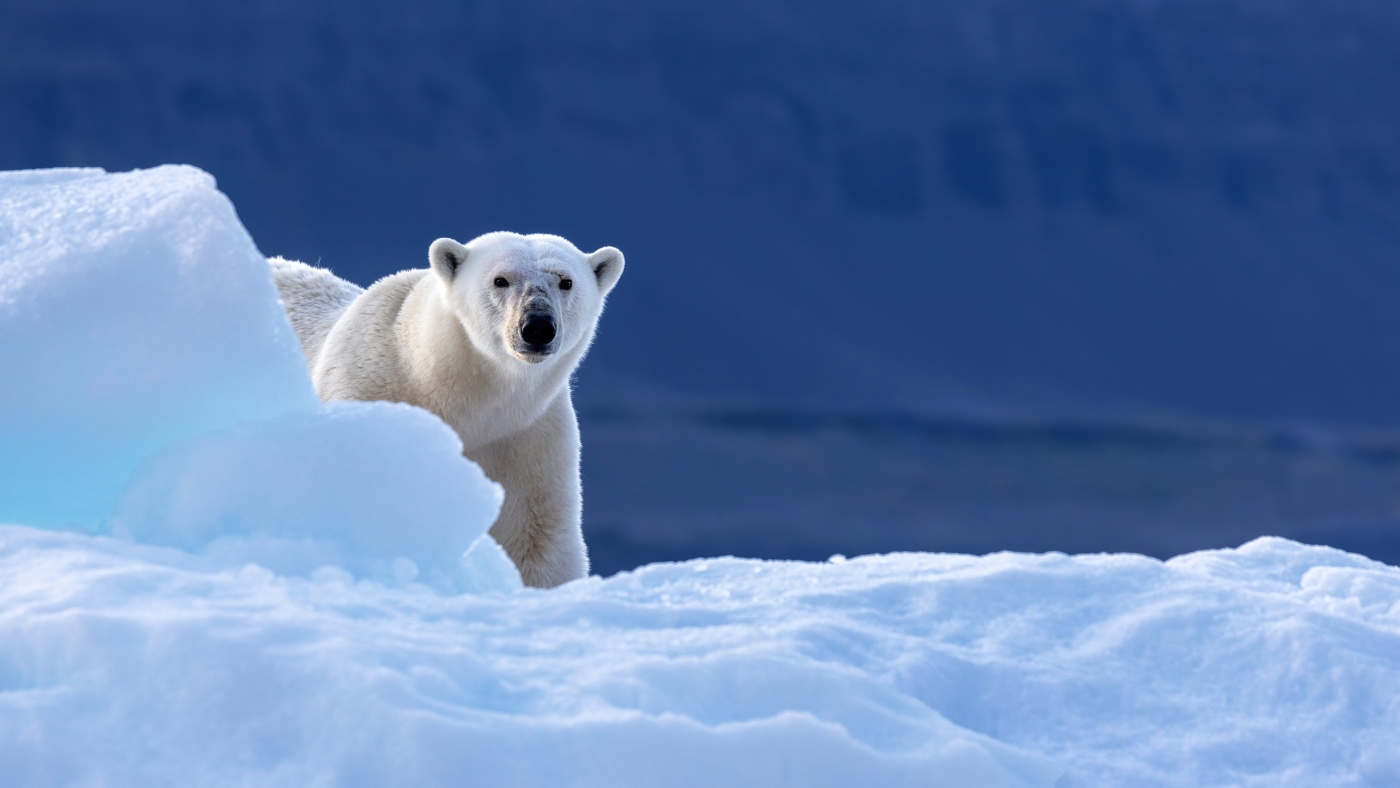 Polar bear peering around ice.