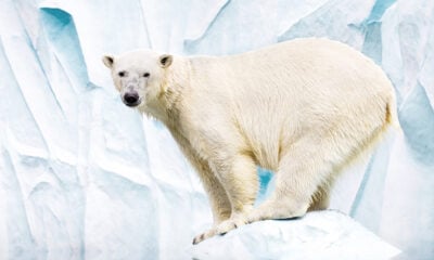 Winter facts about the polar bear