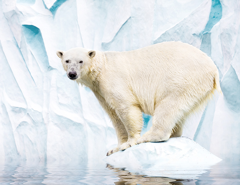 Polar bear in the winter