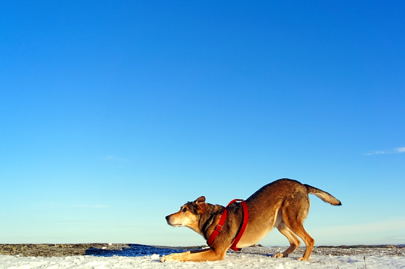 Dogs in Norway