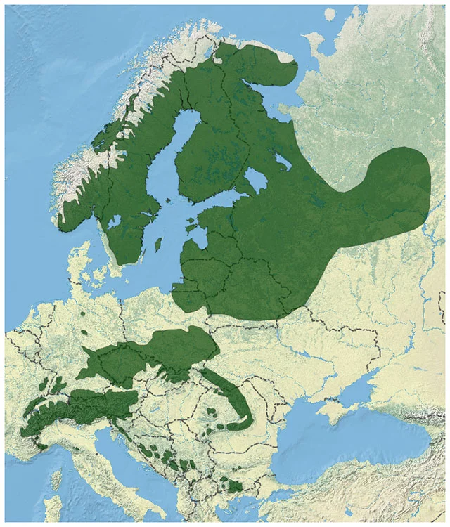Norway spruce distribution range across Europe