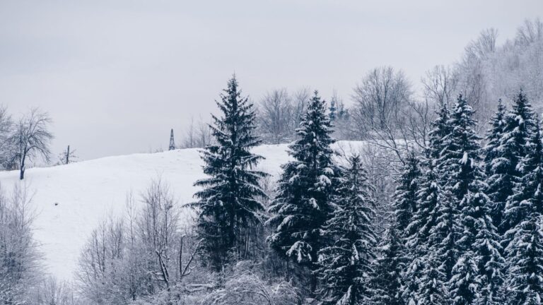 Norway spruce in winter.