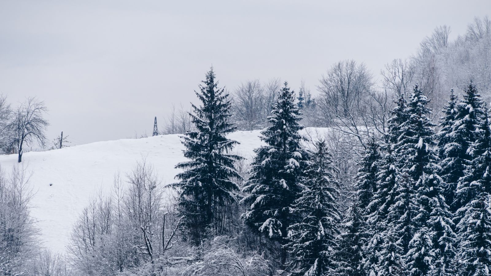 Norway spruce in winter.