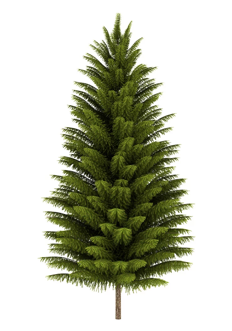 Norway Spruce on a white background