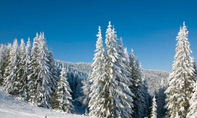 Snow-covered Norway spruce in Oslo forest