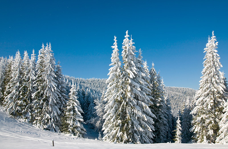 Snow-covered Norway spruce in Oslo forest