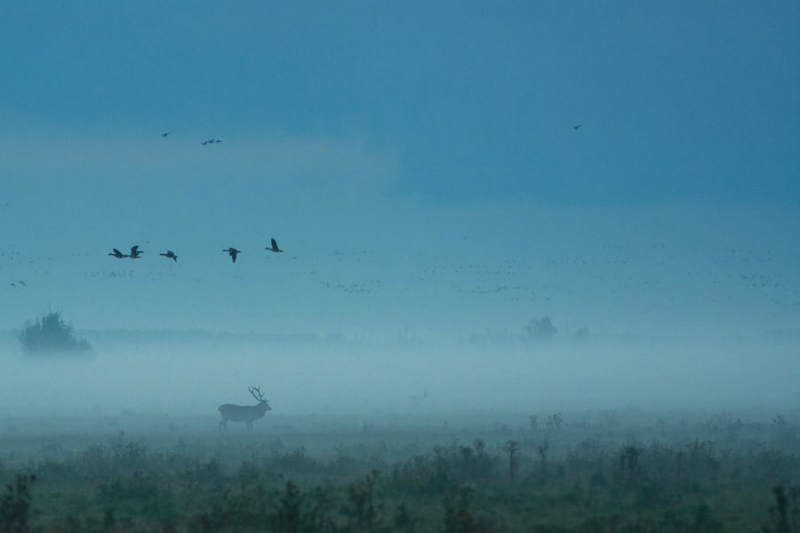 Scandinavian nature