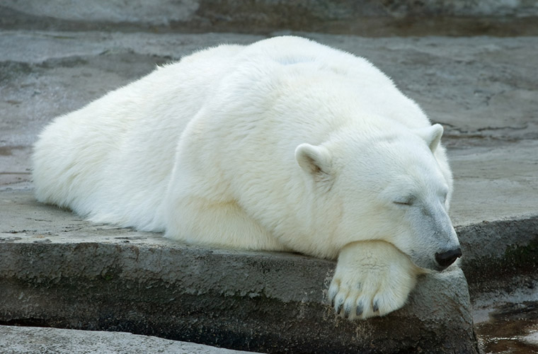 A sleeping polar bear