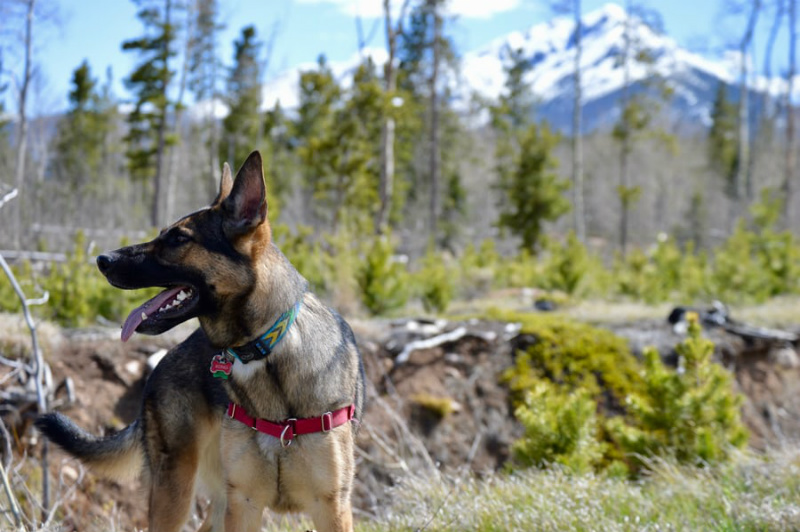 German shepherd 