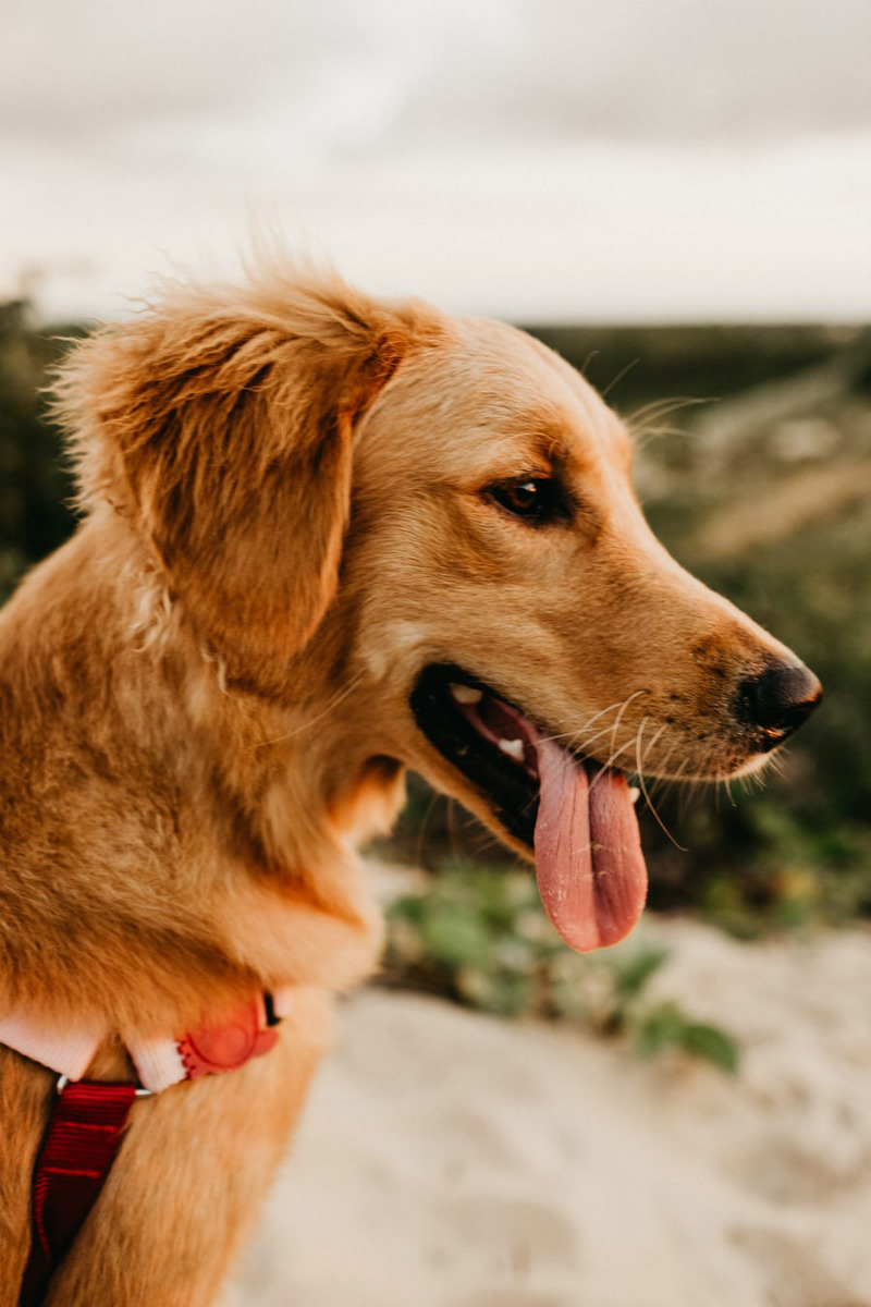 norwegian golden retriever