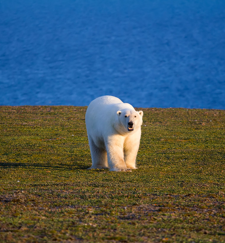 A lone polar bear walking on grass with sea in the background