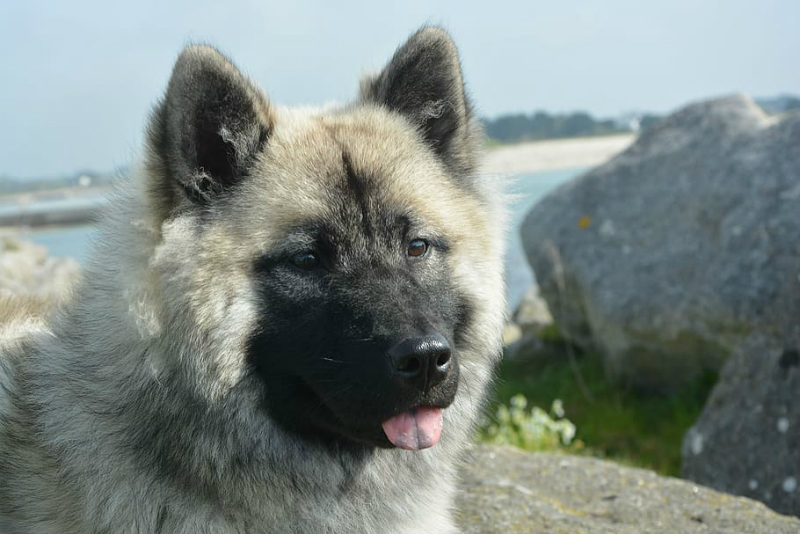 norwegian elkhound