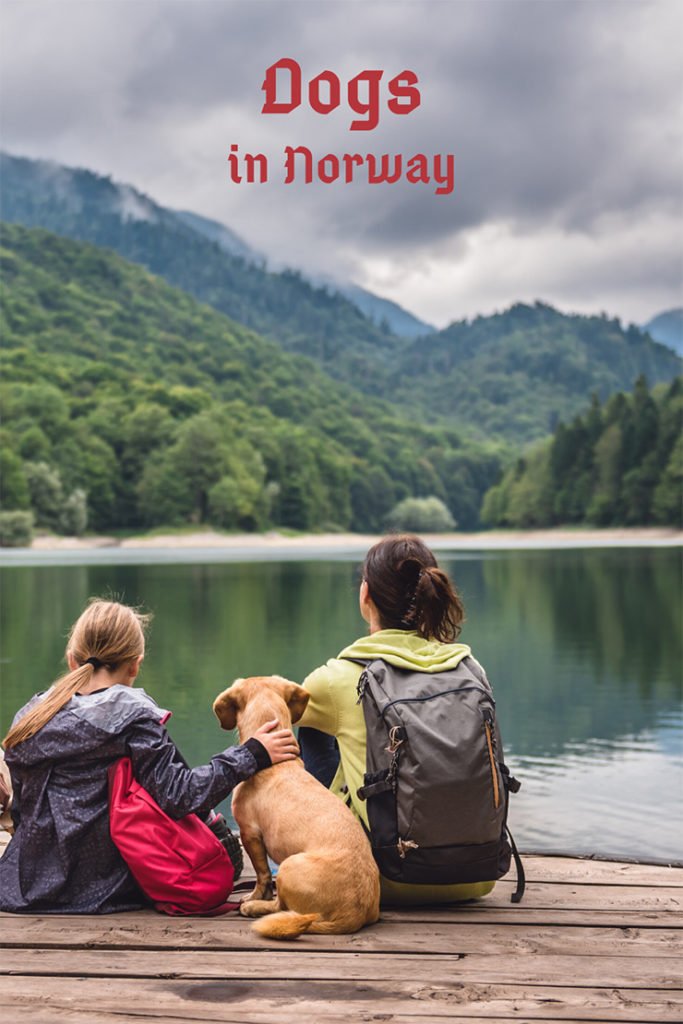 Dogs in Norway The Most Popular Norwegian Breeds Life in Norway