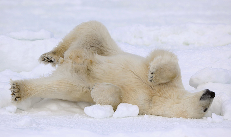 Polar bear lying on its back in Svalbard, Norway