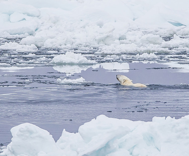 A polar bear swimming in icy water seen from an expedition ship