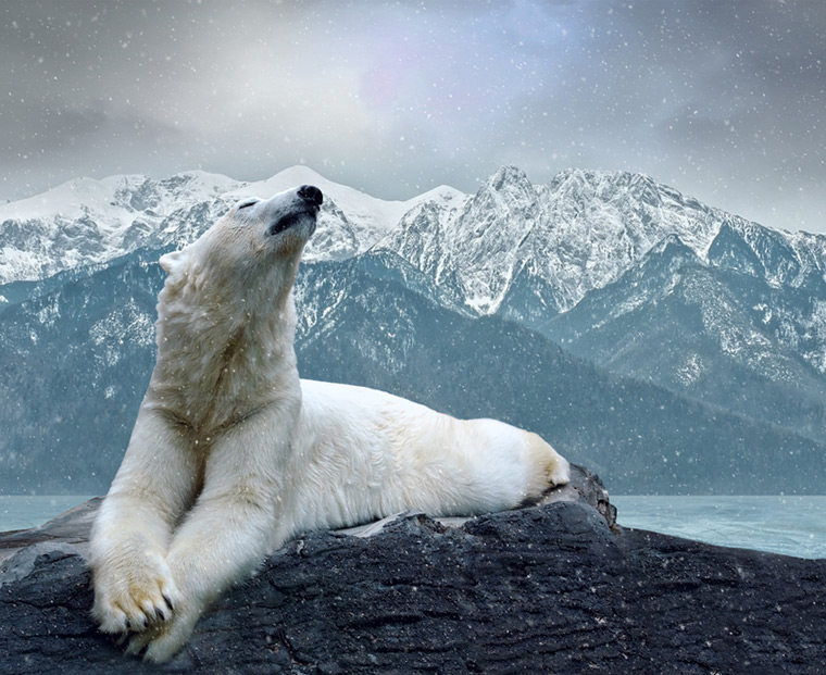 A lone polar bear sniffing the air in search of food