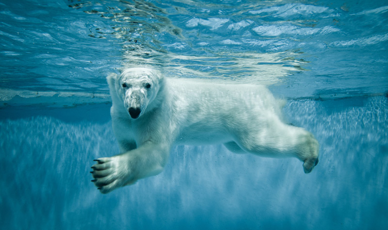 Photo of polar bear swimming underwater