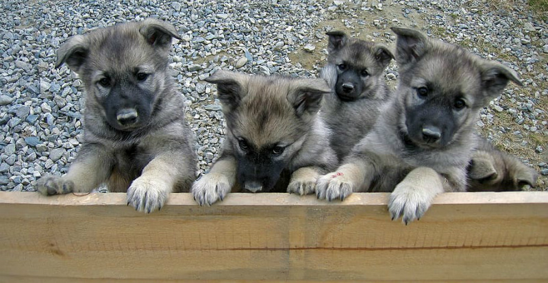 is the pyrenean mastiff legal in norway