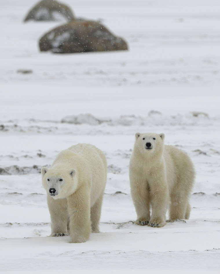 Two polar bears walking against an icy backdrop