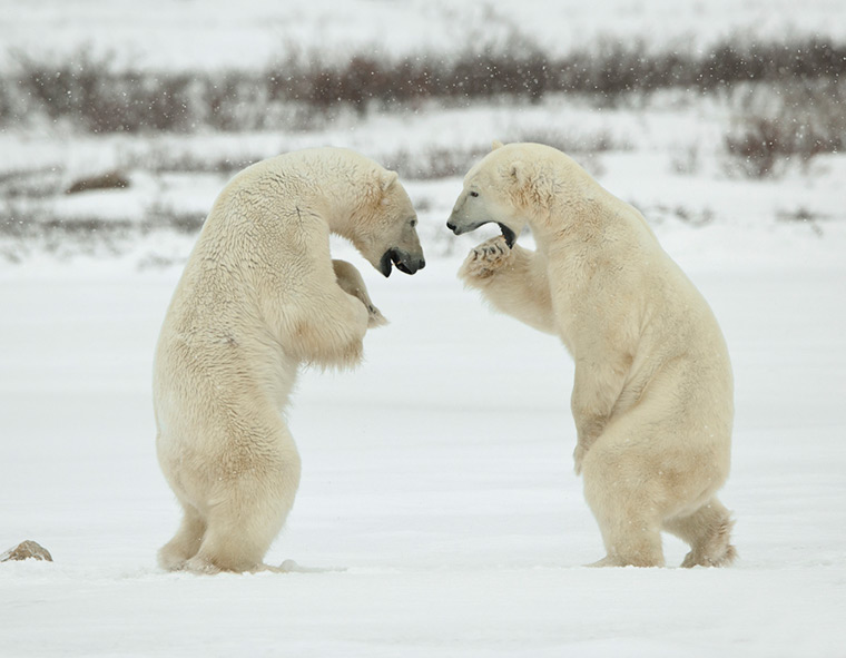 Two polar bears fighting each other