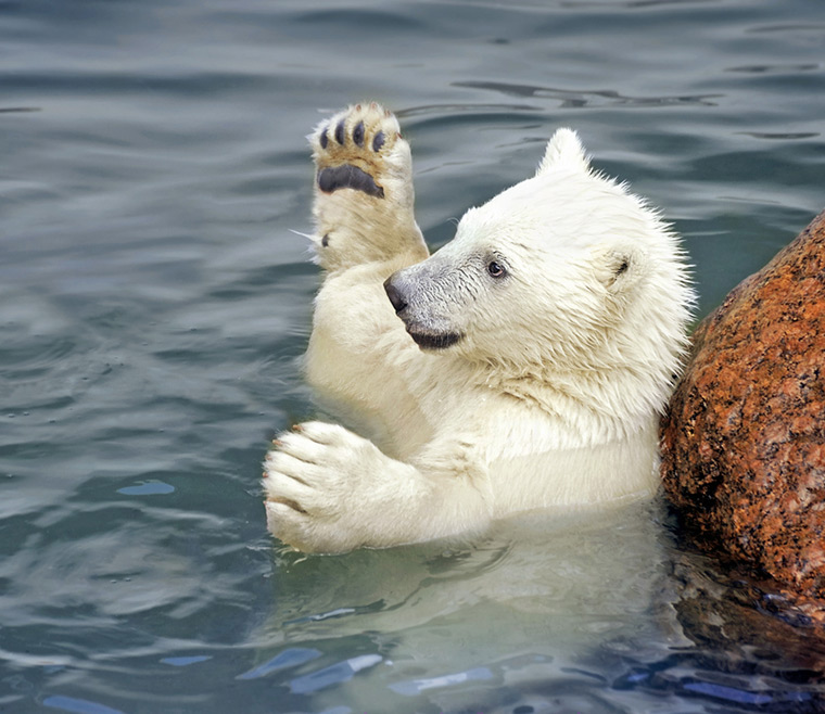 A young polar bear playing in the water