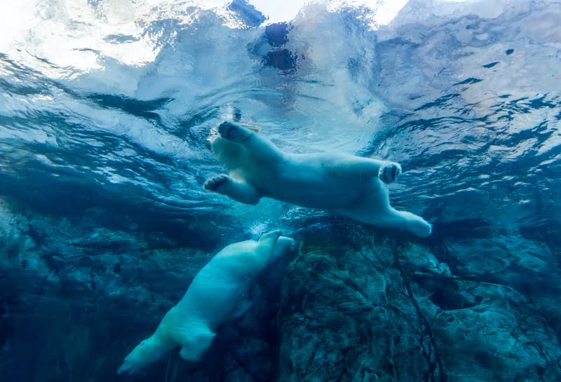 Polar bear swimming