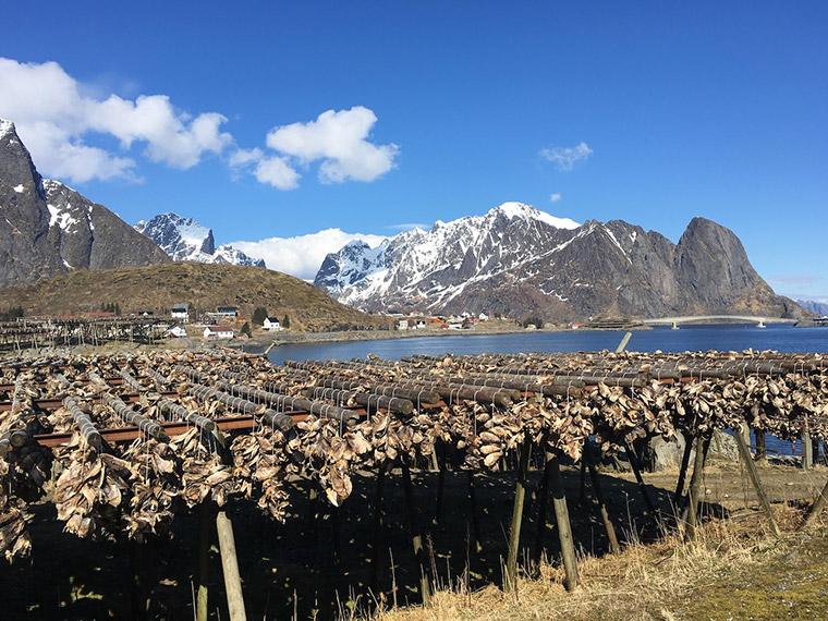 Dried fish in the Lofoten islands