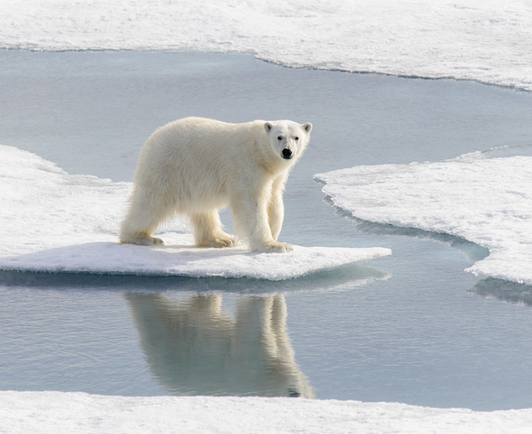 Polar bear on the ice in the summer