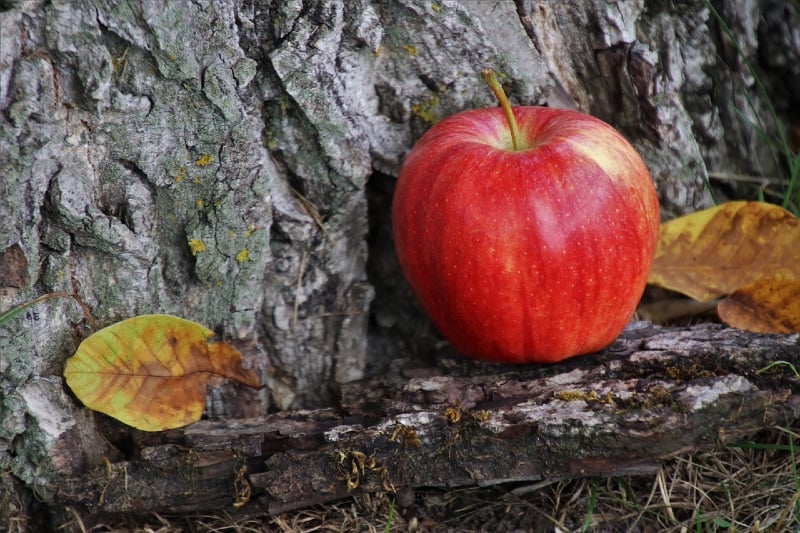 A red apple fallen from the tree