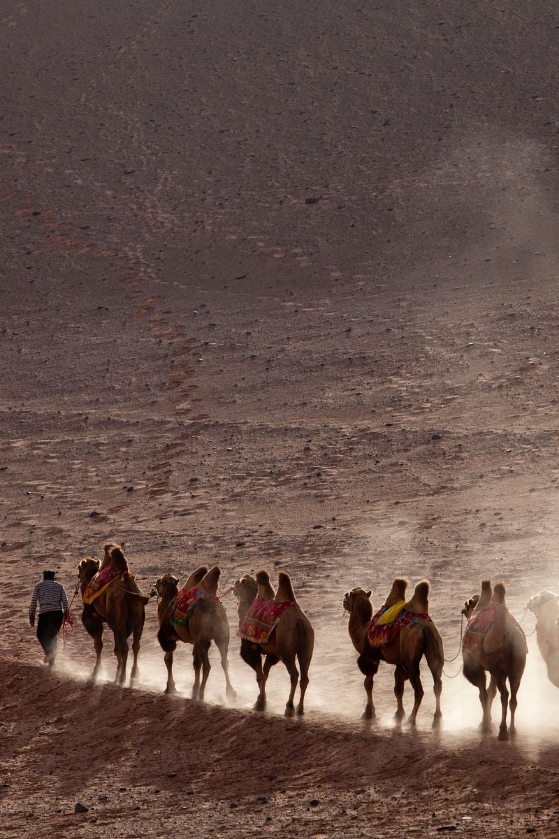 Camels on the silk road