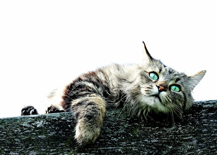 A curious Viking cat with turquoise eyes