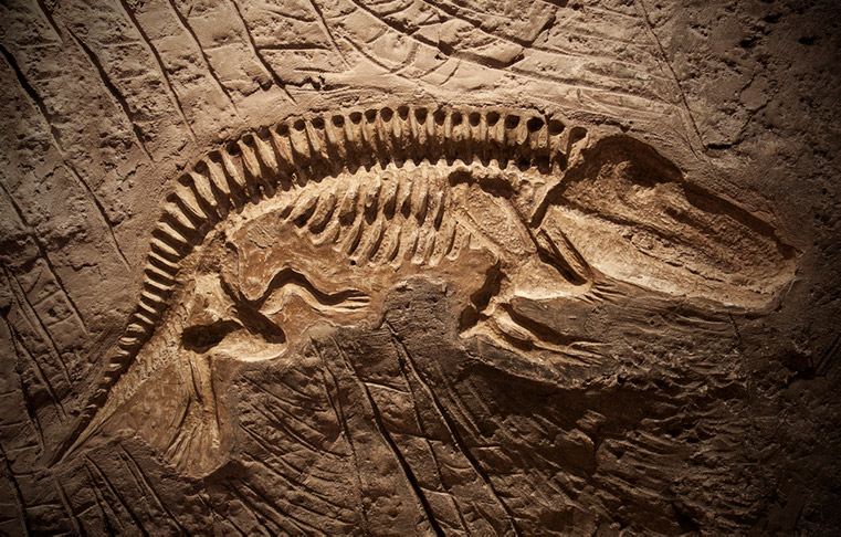 A dinosaur fossil model