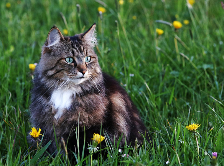 Norwegian cat hunting in a green field