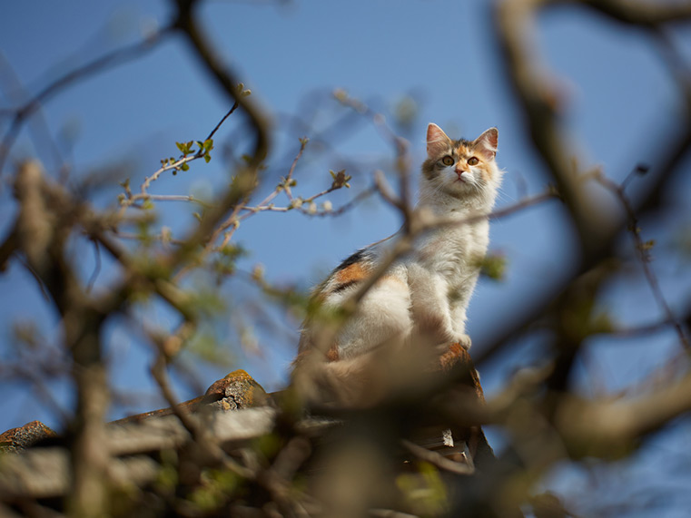 A Norwegian Forest Cat on a roof