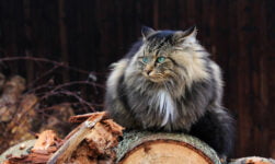 Viking cat sitting on wood