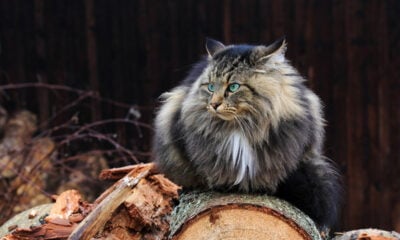 Viking cat sitting on wood