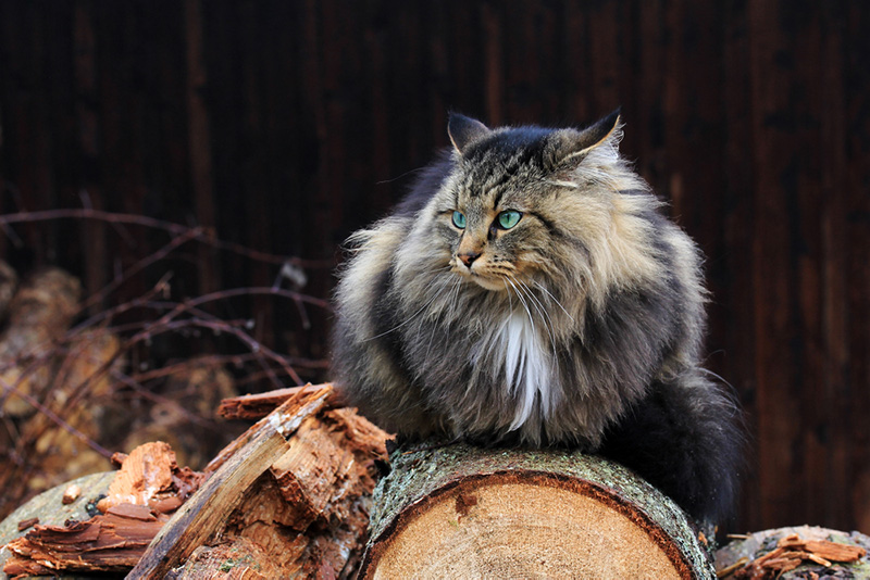 Viking cat sitting on wood