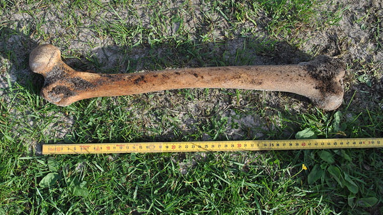 Leg bone almost half a metre long on Lofoten