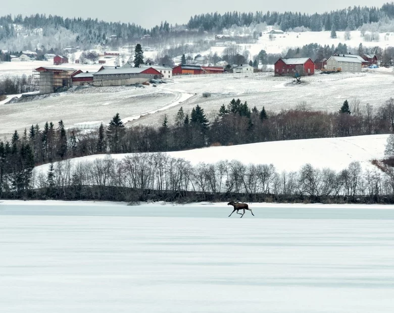 Moose on a frozen lake in Norway