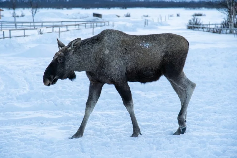 Moose in a snowy field