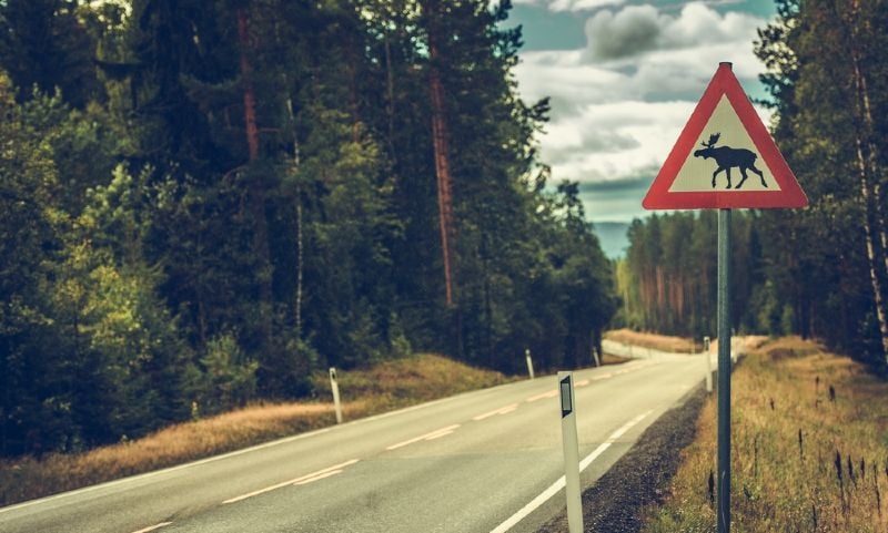 Moose road sign in Norway
