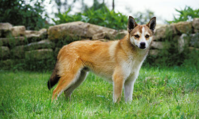 A Norwegian lundhund dog in a field