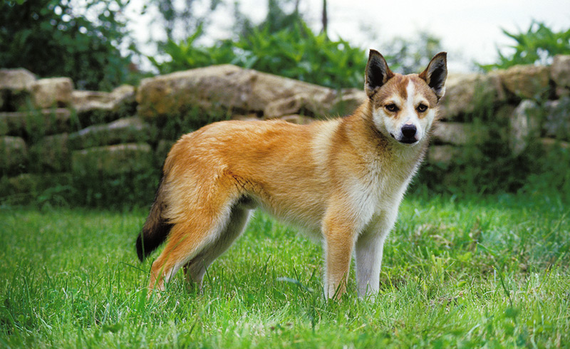 A Norwegian lundhund dog in a field