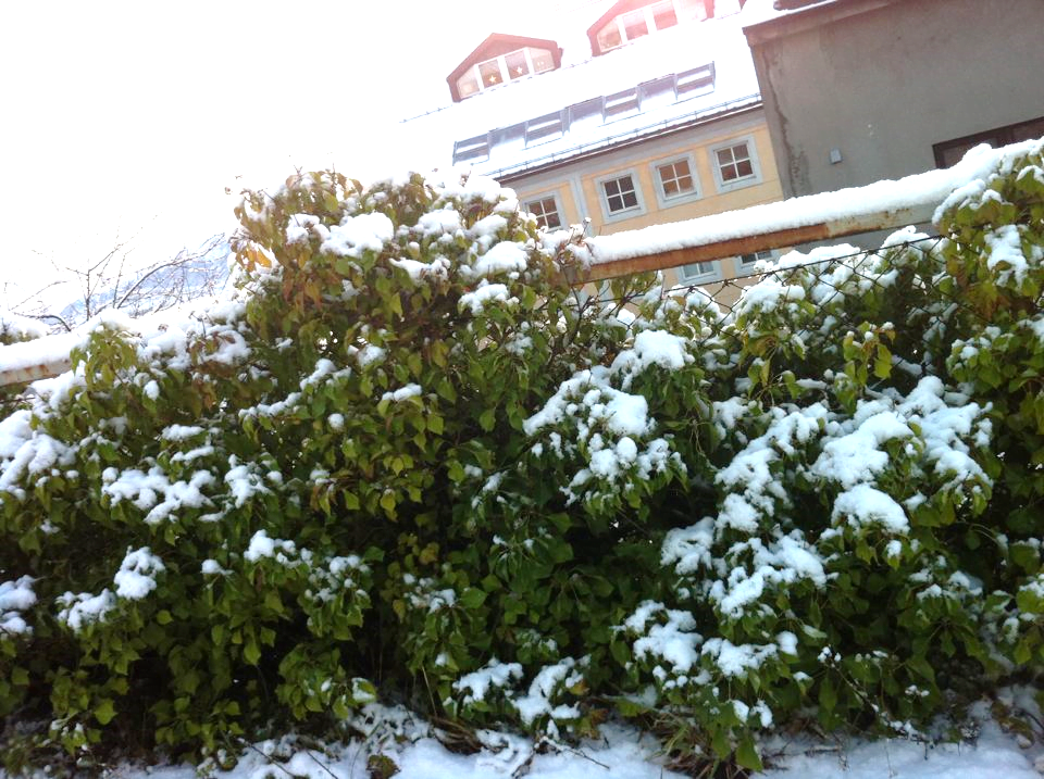 Snowfall on bush in Ålesund, Norway