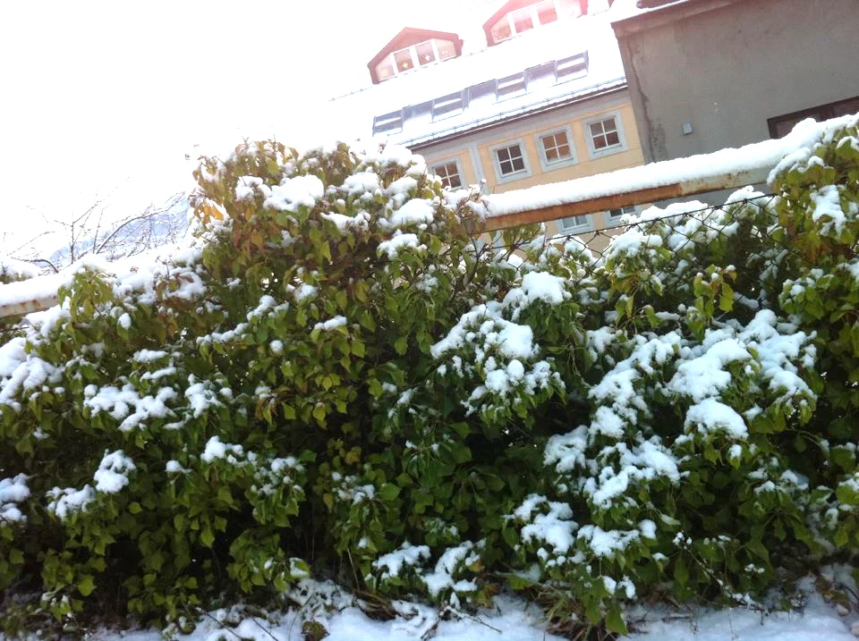 Snowfall on bush in Ålesund, Norway